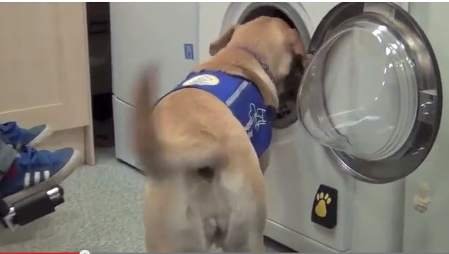 Woof_To_Wash