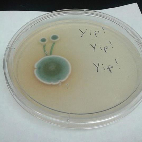 bacteria-art-6